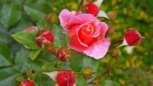Как отличить розу от шиповника?