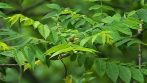 Маньчжурский орех и особенности его выращивания