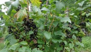 Лучшие сорта черной смородины для Ленинградской области