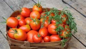 Лучшие сорта помидоров для открытого грунта в Сибири