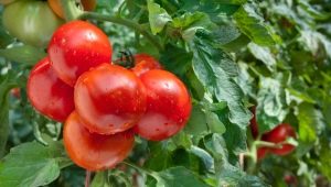 Лучшие сорта томатов для средней полосы России
