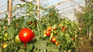 Лучшие сорта томатов для теплиц в средней полосе России
