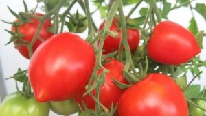 Поздние сорта томатов для теплиц