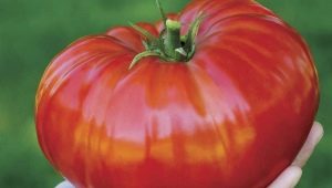 Самые крупные сорта томатов