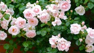 Сорта бело-розовых роз