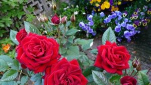 Сорта чайно-гибридных красных роз