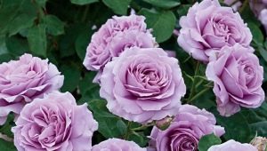 Сорта фиолетовых и сиреневых роз