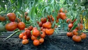 Сорта голландских томатов для открытого грунта