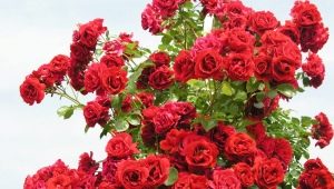 Сорта красных плетистых роз