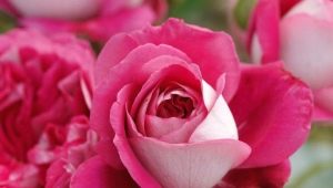 Обзор сортов роз с крупными цветами