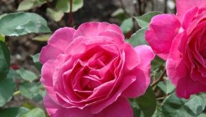 Сорта крупноцветковых розовых роз