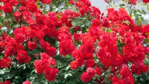 Сорта кустовых красных роз