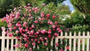 Сорта кустовых роз