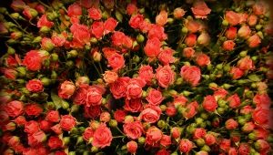 Сорта мелких кустовых роз