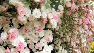 Сорта мелкоцветковых плетистых роз