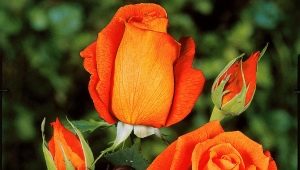 Сорта оранжевых чайно-гибридных роз