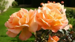 Сорта персиковых роз