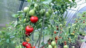 Сорта помидоров для теплицы из поликарбоната