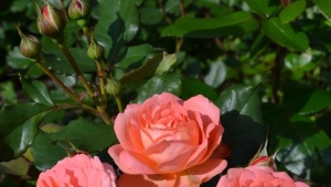 Сорта роз Харкнесс
