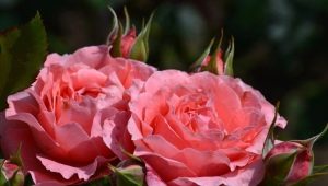 Сорта роз, устойчивых к болезням
