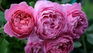 Сорта розовых английских роз