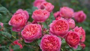 Сорта розовых пионовидных роз