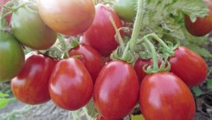 Сорта сладких низкорослых томатов