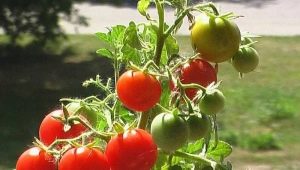 Сорта томатов без пасынкования для открытого грунта