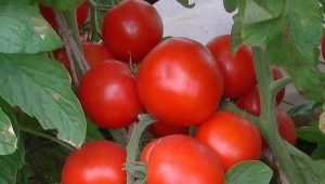 Сорта томатов для открытого грунта в Подмосковье