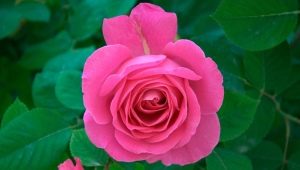 Сорта ярко-розовых роз