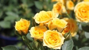 Сорта желтых роз спрей