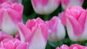 Сорта бело-розовых тюльпанов