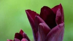 Сорта бордовых тюльпанов