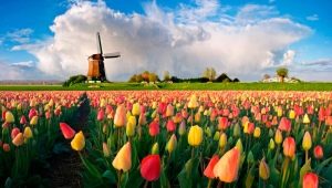 Сорта голландских тюльпанов