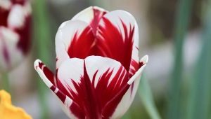 Сорта красно-белых тюльпанов
