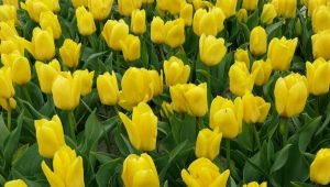 Сорта желтых тюльпанов
