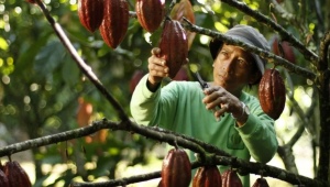 Выращивание какао-дерева