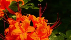 Сорта оранжевого рододендрона