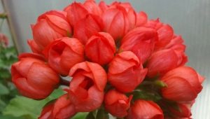 Сорта тюльпановидной пеларгонии (герани)