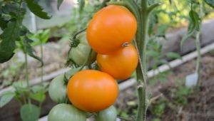 Все о детерминантных сортах томатов