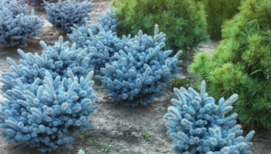 Сорта голубых карликовых елей