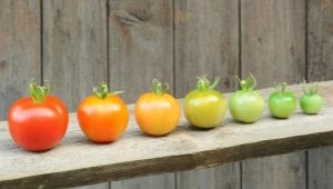 Как дозревают помидоры в домашних условиях?