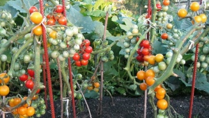 Какими бывают ранние сорта томатов и как их выращивать?