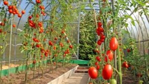 Лучшие сорта томатов для теплиц в Подмосковье