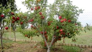 Обзор карликовых сортов яблонь для Подмосковья 