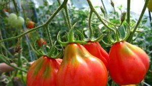 Описание сортов томатов серии Трюфель