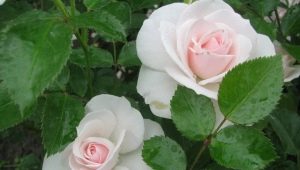 Лучшие сорта роз для средней полосы России и их выращивание