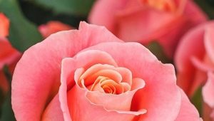 Сорта роз лососевого цвета