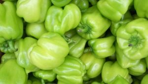 Сорта зеленого болгарского перца