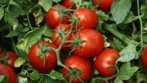 Все, что нужно знать о кистевых томатах